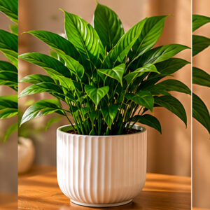 PLANTE VERTE DÉCORATIVE